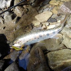 渓流ミノーイング